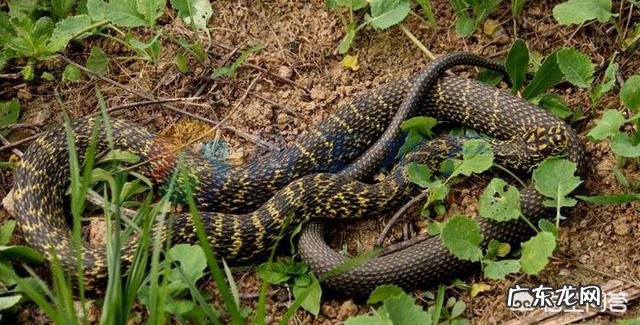 农村老人说野外的刺猬是蛇的天敌,刺猬能够打得过蛇吗