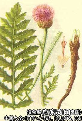 漏芦图片_漏芦的功效与作用