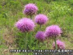 漏芦图片_漏芦的功效与作用