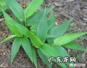 你制作过哪些好喝的自制饮料？