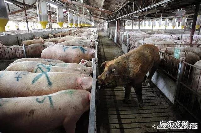 Java三目运算符如何运用?