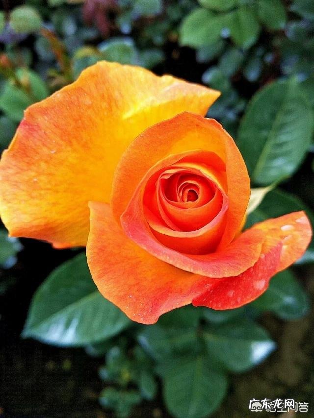 10个最好的减肥计划 每个女人都有一个减肥计划,敢不敢说说你的减肥计划?