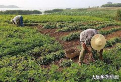 一斤带皮的干花生能出多少斤花生米？在家扒花生米能挣到钱吗？