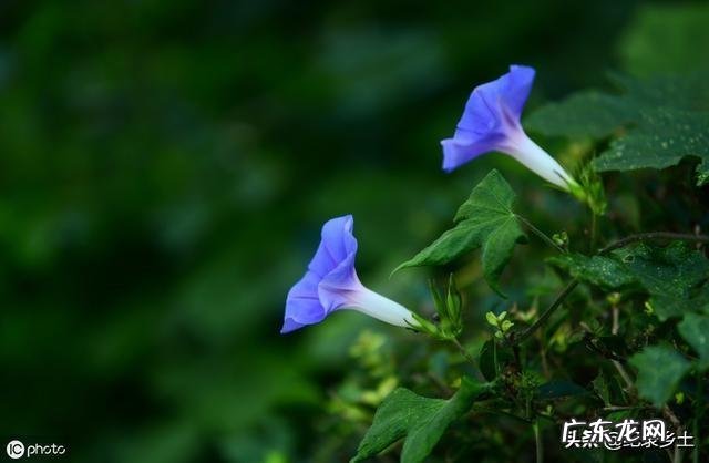 鬼针草喂猪草功效与作用 蛇退草的功效与作用是什么?
