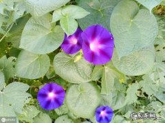 鬼针草喂猪草功效与作用 蛇退草的功效与作用是什么？