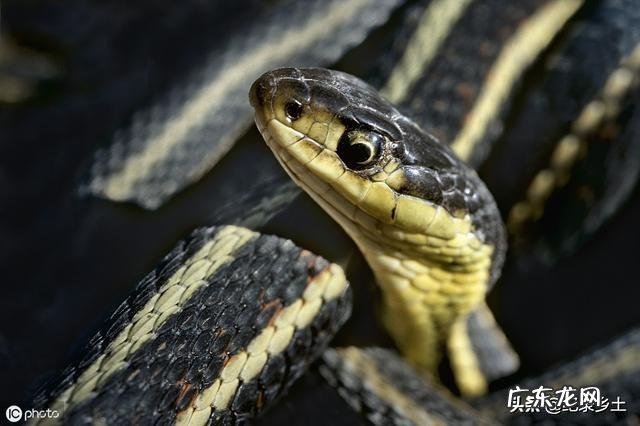 鬼针草喂猪草功效与作用 蛇退草的功效与作用是什么?