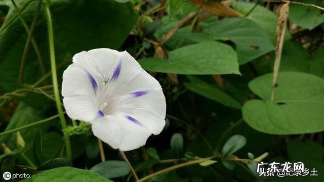 鬼针草喂猪草功效与作用 蛇退草的功效与作用是什么?