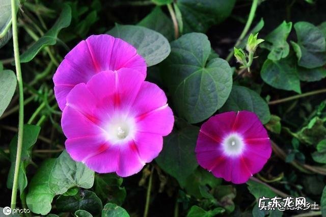 鬼针草喂猪草功效与作用 蛇退草的功效与作用是什么?