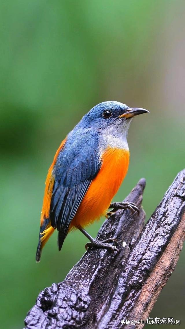 什么是美学?为什么感觉中国教育只有美术课程却没有美学课程?