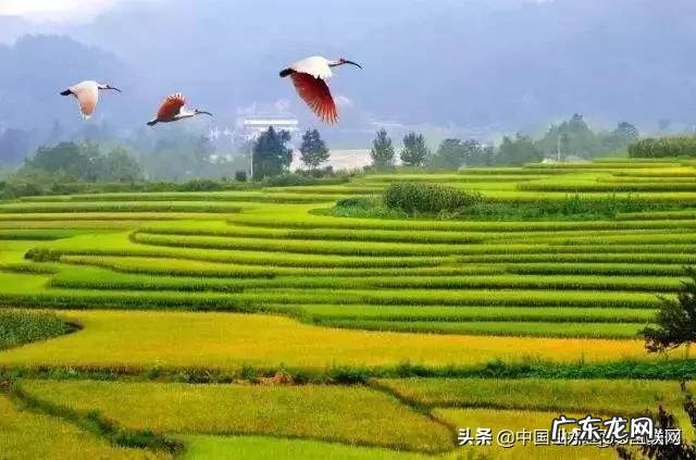 什么是美学?为什么感觉中国教育只有美术课程却没有美学课程?