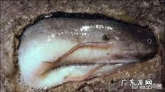 肺鱼为什么可以不吃不喝活上四年？