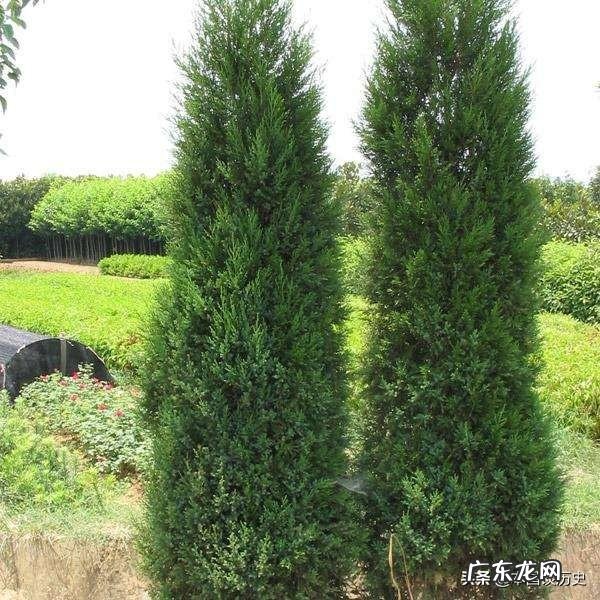 意大利新冠肺炎最新特征 为什么意大利新冠肺炎大爆发？