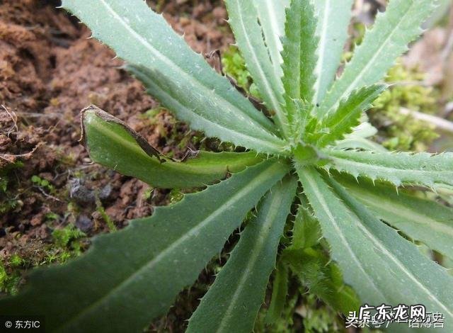 意大利新冠肺炎最新特征 为什么意大利新冠肺炎大爆发？