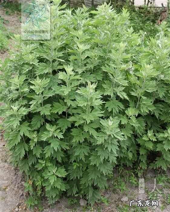 艾草泡水喝有什么功效吗?