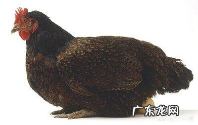 起床没时间做饭时,买哪些食品比较好,做储备早餐用?