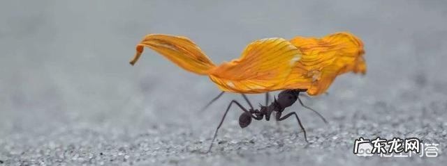为什么蚂蚁可以举起自身重量100-400倍的东西