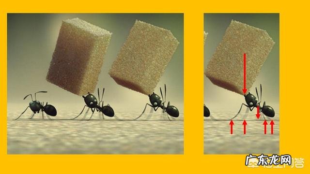 为什么蚂蚁可以举起自身重量100-400倍的东西