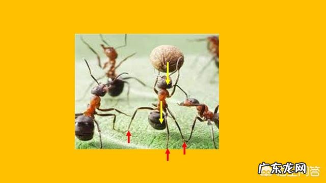 为什么蚂蚁可以举起自身重量100-400倍的东西