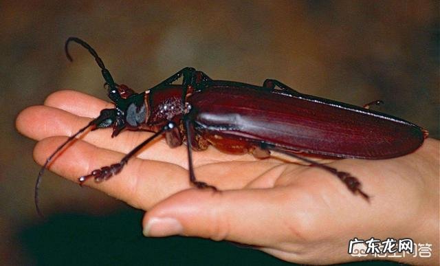 为什么蚂蚁可以举起自身重量100-400倍的东西