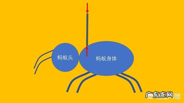 为什么蚂蚁可以举起自身重量100-400倍的东西