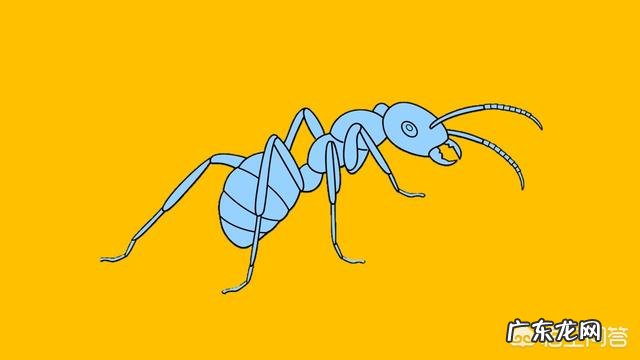 为什么蚂蚁可以举起自身重量100-400倍的东西