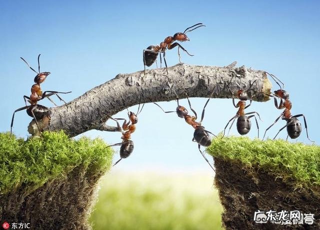为什么蚂蚁可以举起自身重量100-400倍的东西