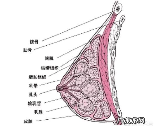 为什么欧美健身女神的蜂腰翘臀很受欢迎啊？