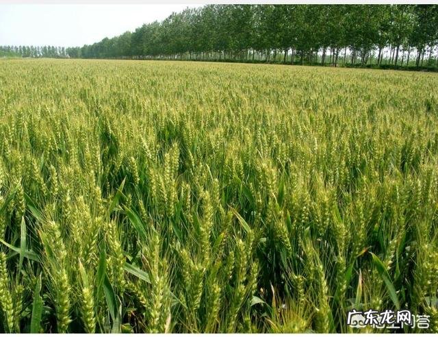 种植小麦怎么才能亩产800公斤？