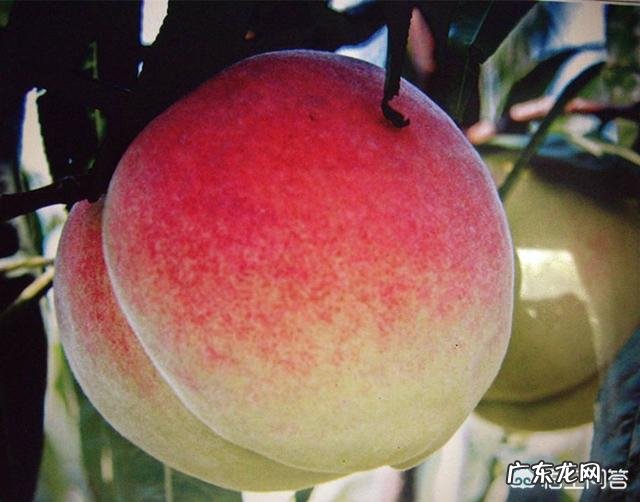 种植小麦怎么才能亩产800公斤？