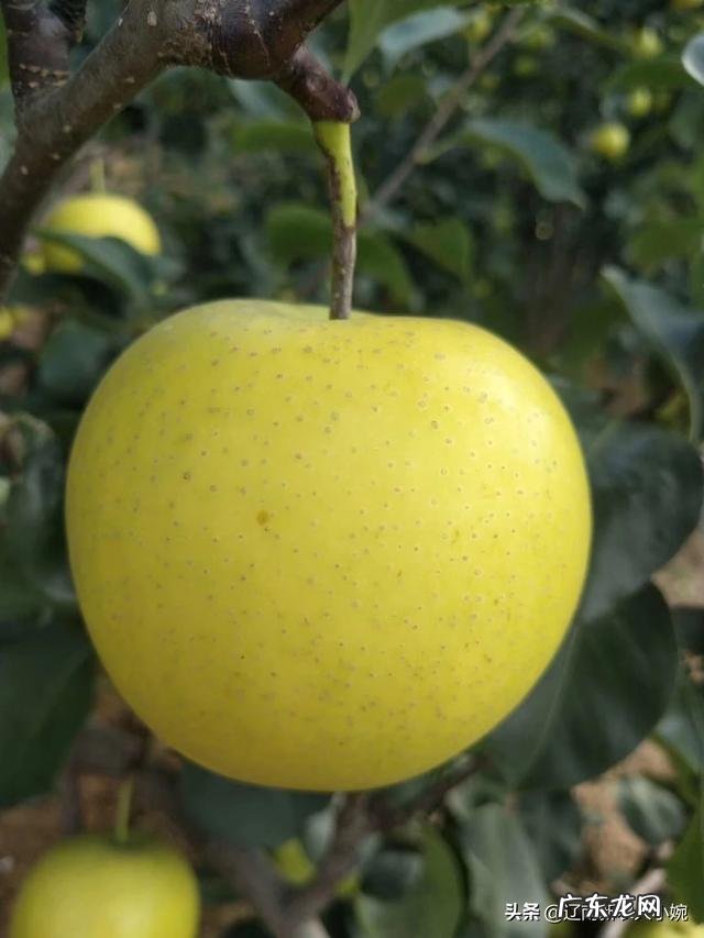 种植小麦怎么才能亩产800公斤？