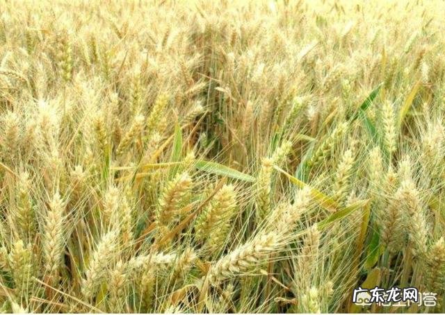 种植小麦怎么才能亩产800公斤？