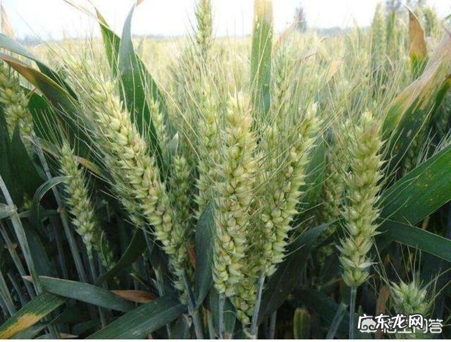 种植小麦怎么才能亩产800公斤？