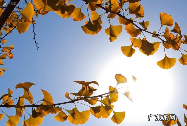 #营养美食季#秋天哪些食物最有营养?