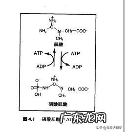新手健身需要补剂嘛像蛋白粉,肌酸这些