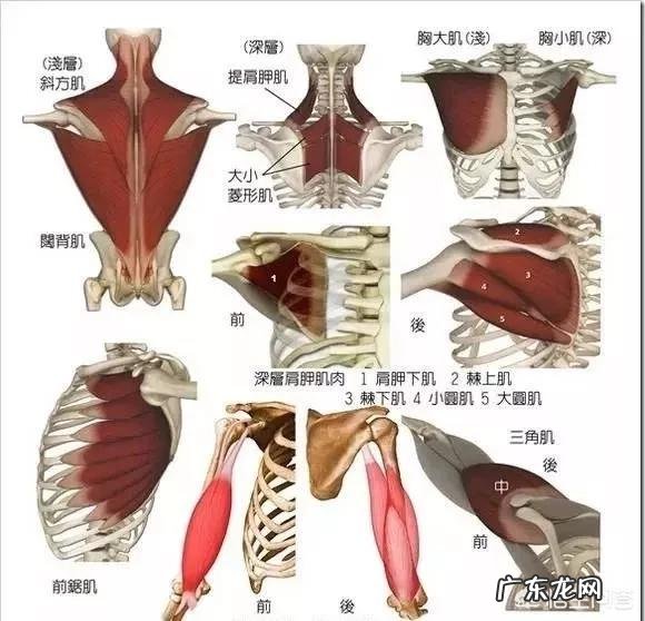 坚持瑜伽“开肩”,身体会发生怎样的变化?