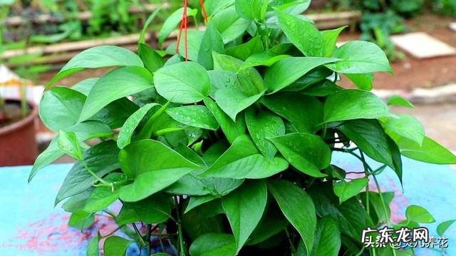 家里的阳台都能养什么开花植物?