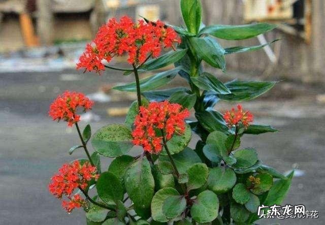 家里的阳台都能养什么开花植物?