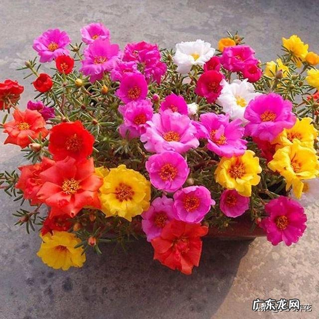 家里的阳台都能养什么开花植物?