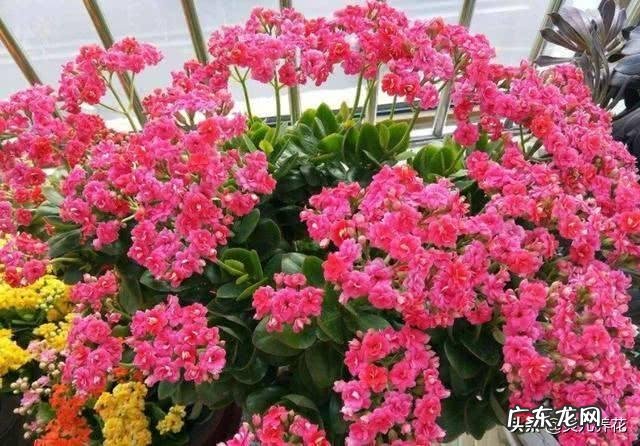 家里的阳台都能养什么开花植物?