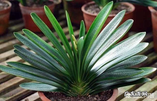 冬天适合养在办公室里的植物有什么推荐?