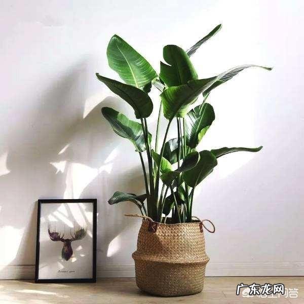 冬天适合养在办公室里的植物有什么推荐?