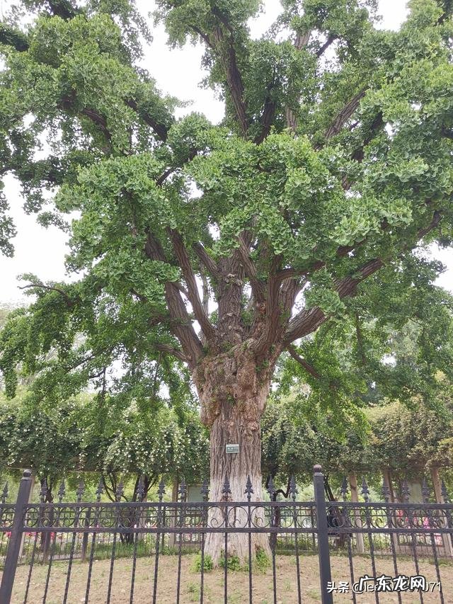 从刚开始怀孕到怀孕七周,孕酮一直在下降,该怎么办