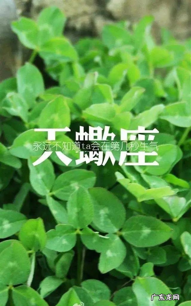 你认为12星座里名气最大的星座是哪个