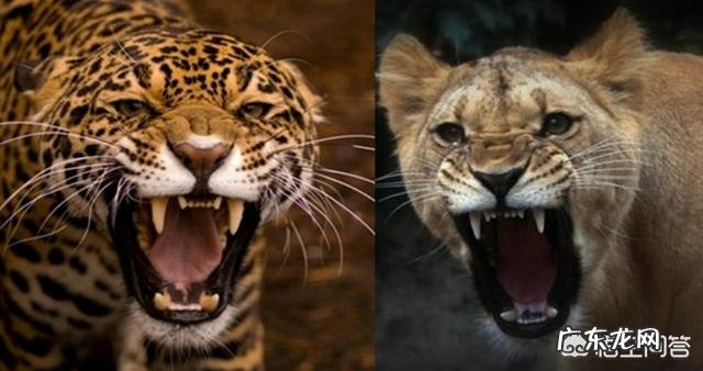 美洲豹的咬合力是不是超过了老虎狮子? 跟鬣狗差不多?
