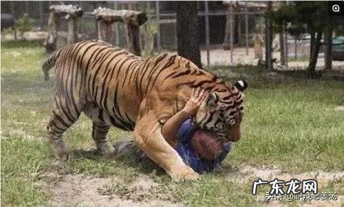 为什么吃过人的老虎被击毙，咬死人的老虎是放生差别在哪