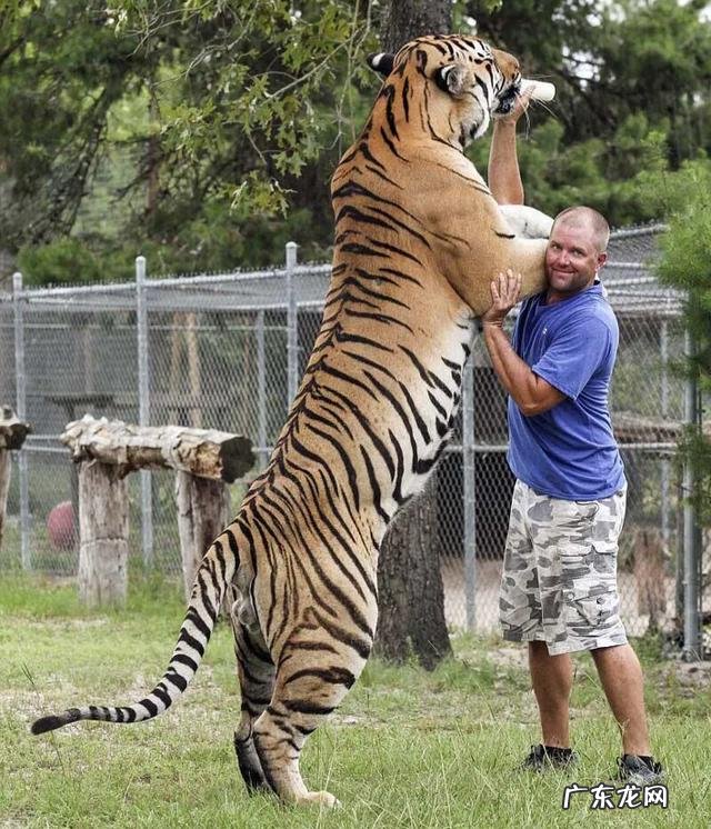 为什么吃过人的老虎被击毙，咬死人的老虎是放生差别在哪