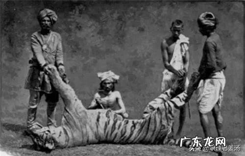 为什么吃过人的老虎被击毙，咬死人的老虎是放生差别在哪