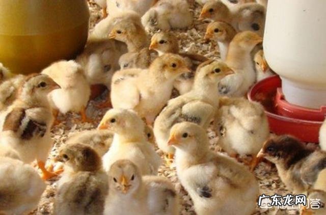 如何养殖才能让土鸡长的更好