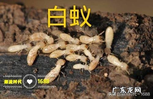 如何养殖才能让土鸡长的更好
