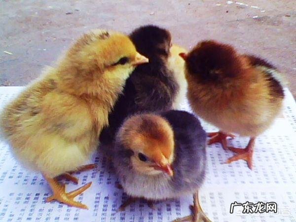 如何养殖才能让土鸡长的更好